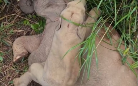 Cina: Yunnan, momenti giocosi tra cucciolo di elefante asiatico e sua madre