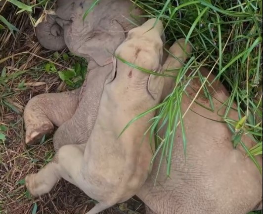 Cina: Yunnan, momenti giocosi tra cucciolo di elefante asiatico e sua madre