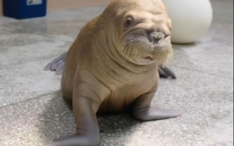 Cina: Guangdong, primo cucciolo allattato artificialmente cresce in salute