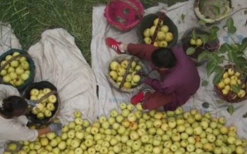 Cina: “capitale delle pere” dà il benvenuto a stagione del raccolto