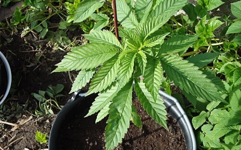 Vendita di cannabis, le novità