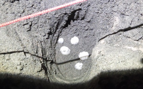 68 tartarughe caretta caretta sono entrate in mare