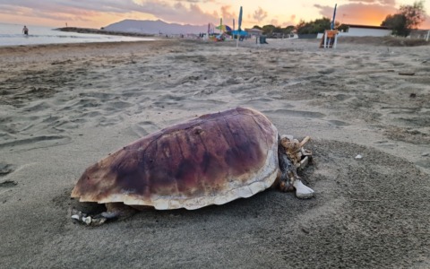 Riva delle Margherite, rinvenuta morta una tartaruga caretta caretta