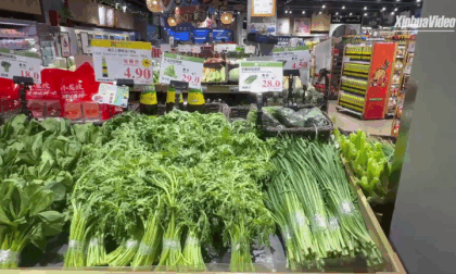 Cina: ortaggi speciali del Ningxia trovano mercato promettente in EAU