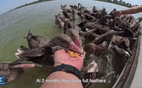 Cina: magica esperienza ravvicinata con fauna selvatica al lago Hengshui