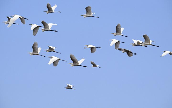 Cina: Parco nazionale delle zone umide di Haiwei a Hainan (2)