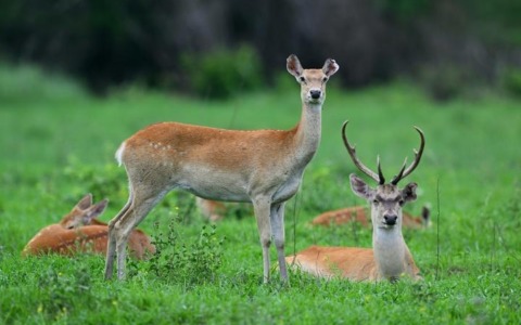 Cina: foresta pluviale di Hainan evidenzia sforzi del governo per conservazione ecologica