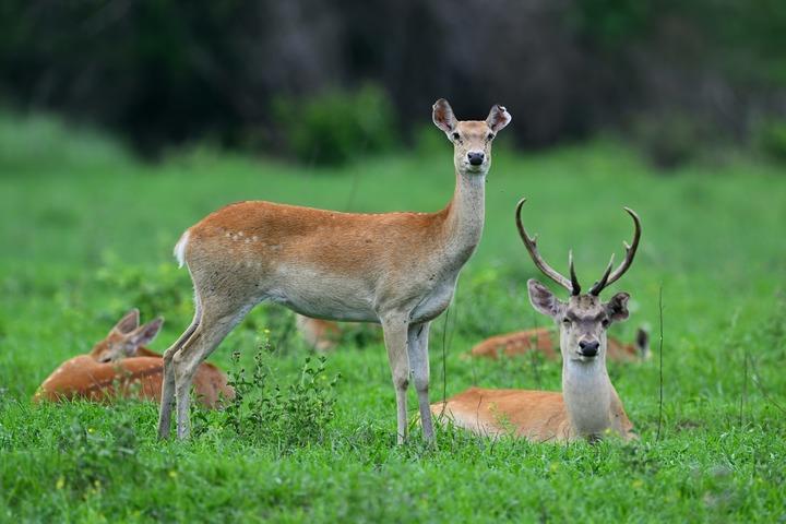 Cina: foresta pluviale di Hainan evidenzia sforzi del governo per conservazione ecologica