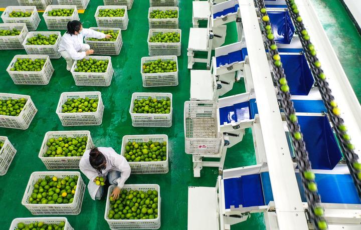 Cina: Guizhou, cittadina di Zhexiang sviluppa industria dei limoni (2)