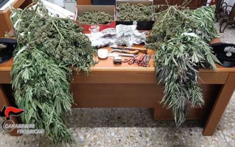 Serra per la coltivazione di marijuana nella roulotte, arrestato