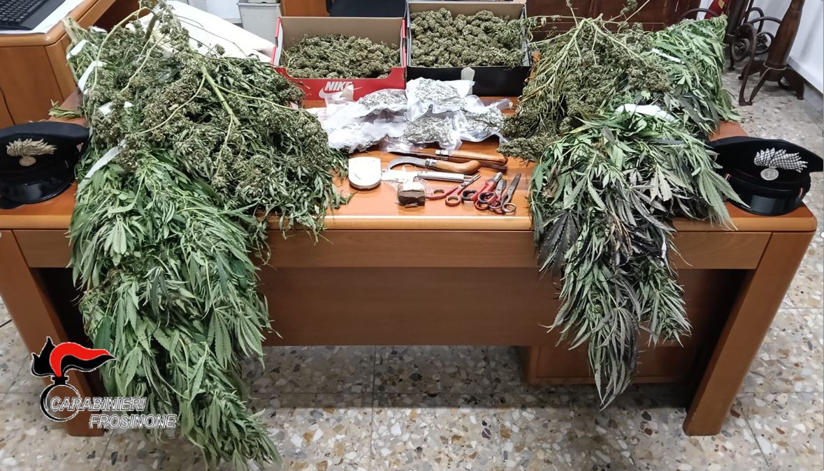 Serra per la coltivazione di marijuana nella roulotte, arrestato