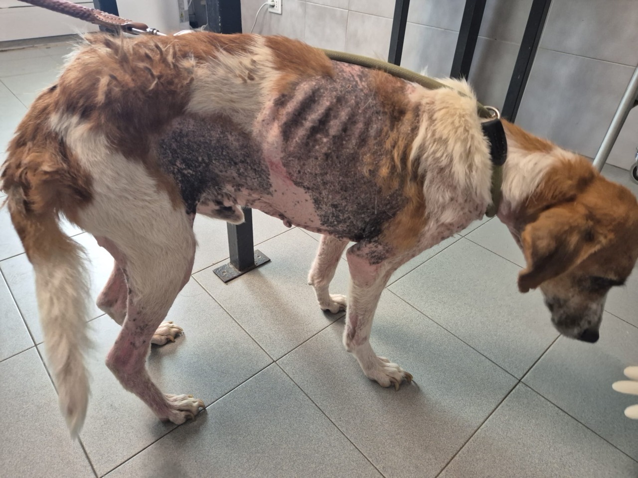 Giornata degli Animali Enpa: il 4 e 5 ottobre volontari in piazza