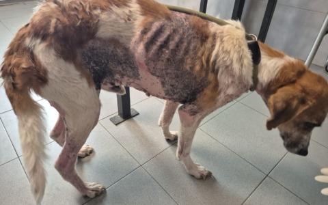 Giornata degli Animali Enpa: il 4 e 5 ottobre volontari in piazza