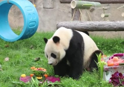 Cina: festa di compleanno per tre panda giganti in uno zoo di Shanghai