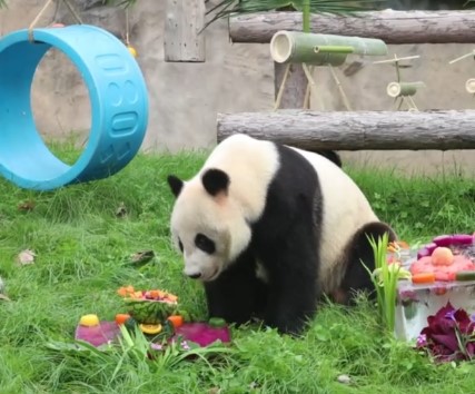 Cina: festa di compleanno per tre panda giganti in uno zoo di Shanghai