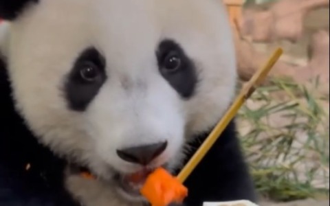 Cina: figlia di una dei 3 gemelli di panda si gode primo party con torte lunari