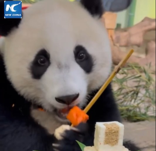 Cina: figlia di una dei 3 gemelli di panda si gode primo party con torte lunari