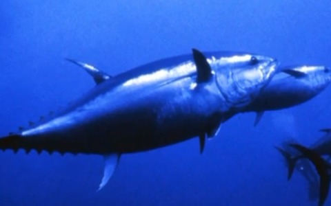 Cambiamenti climatici, gli effetti sul mare e sull’ambiente