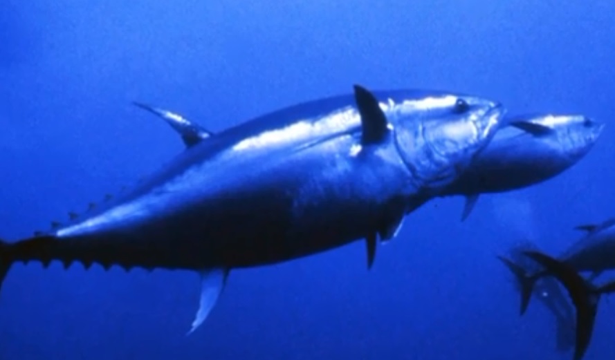 Cambiamenti climatici, gli effetti sul mare e sull’ambiente