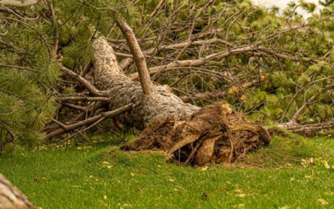 Cade un grande pino per il maltempo, strada Cerreto Alto chiusa per due giorni