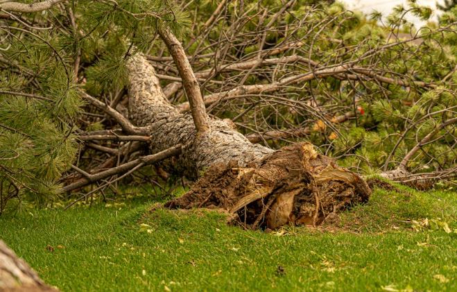 Cade un grande pino per il maltempo, strada Cerreto Alto chiusa per due giorni