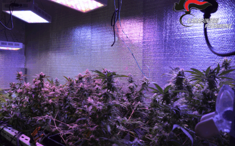 Coltivavano cannabis in una serra in cantina, arrestati