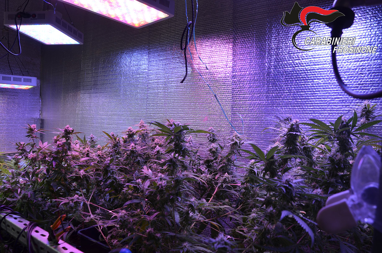 Coltivavano cannabis in una serra in cantina, arrestati