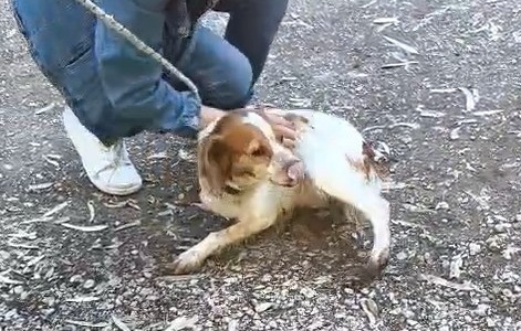 Spara al cane di quartiere, denunciato. L’associazione R.P.D. si costituirà parte civile
