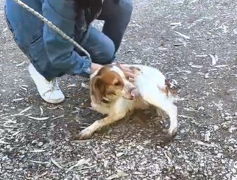 Spara al cane di quartiere, denunciato. L’associazione R.P.D. si costituirà parte civile