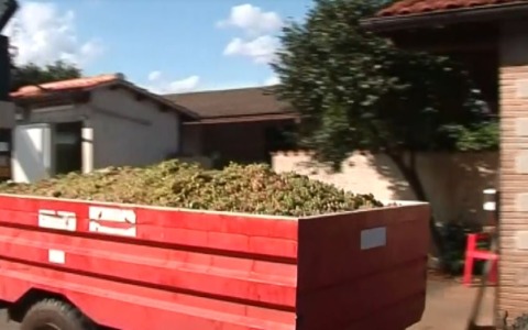 Vendemmia 2025, qualità eccellente e produzione in crescita