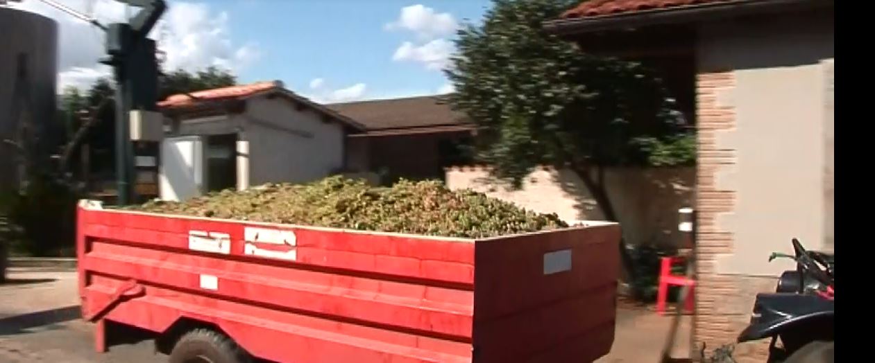 Vendemmia 2025, qualità eccellente e produzione in crescita