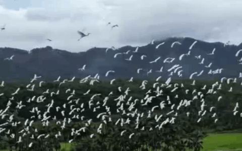 Cina: garzette planano sui campi coltivati nell’Hainan