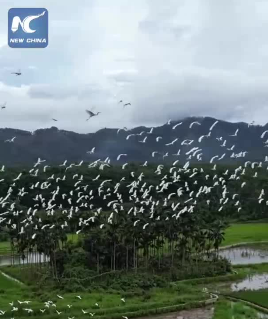 Cina: garzette planano sui campi coltivati nell’Hainan