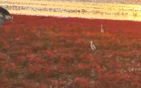 Cina: aironi sulla spiaggia rossa creano una scena spettacolare