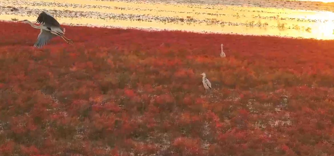 Cina: aironi sulla spiaggia rossa creano una scena spettacolare