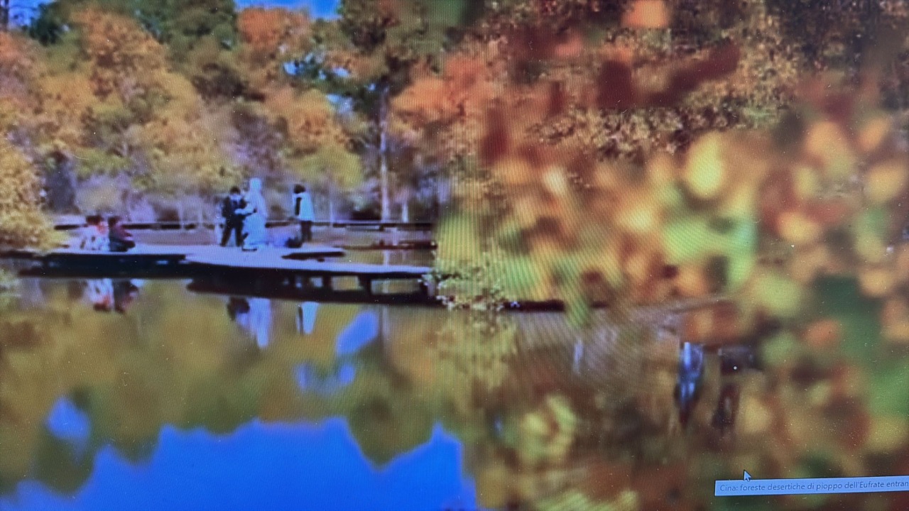 Cina: foreste desertiche di pioppo dell’Eufrate entrano nella stagione di massimo splendore