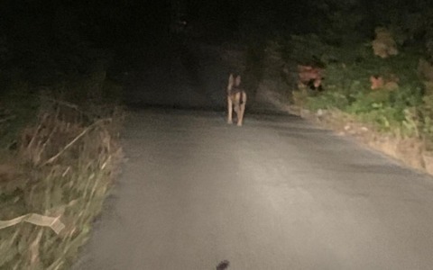 Emergenza lupi, interviene la Regione Lazio