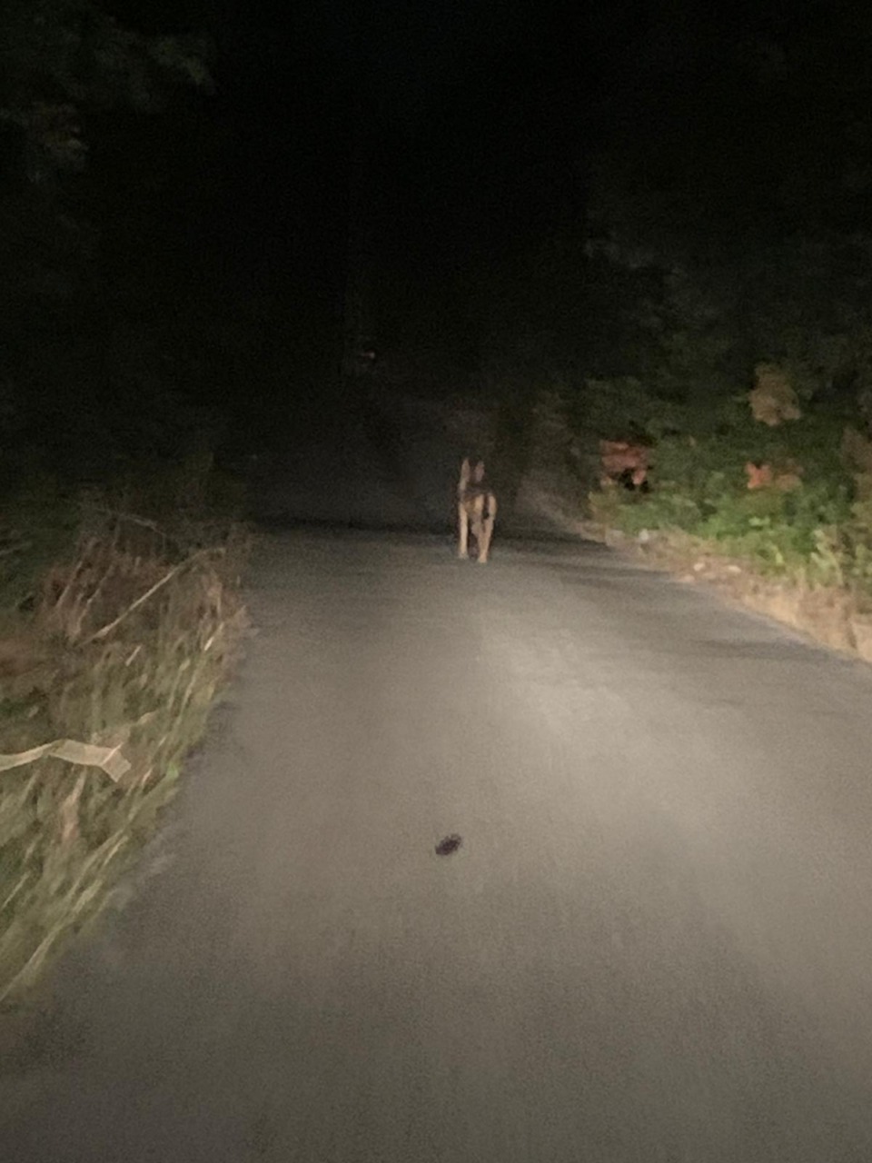 Emergenza lupi, interviene la Regione Lazio