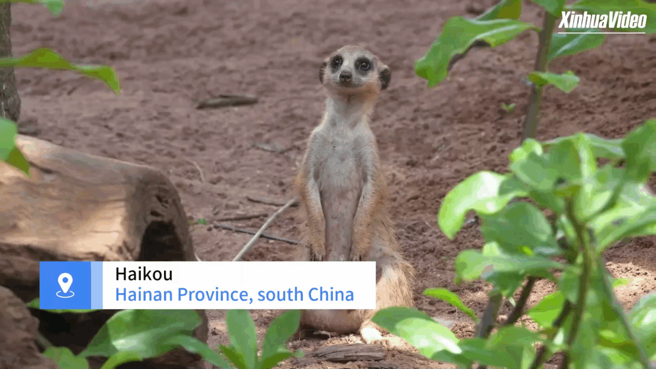 Cina: Hainan,nuovi residenti internazionali si uniscono al parco naturale