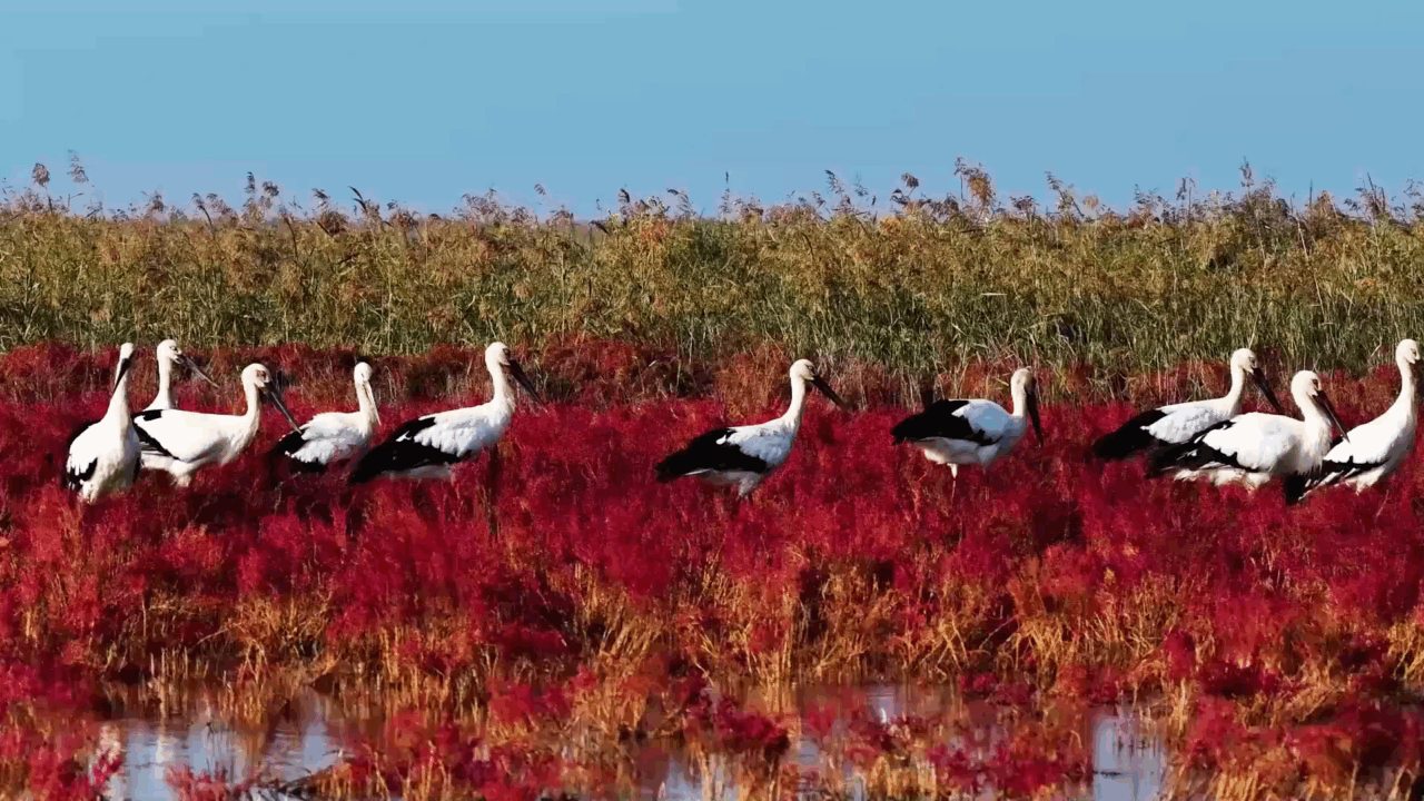 Cina: Shandong, paradiso di biodiversità nelle zone umide costiere