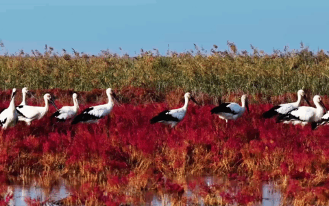 Cina: Shandong, paradiso di biodiversità nelle zone umide costiere