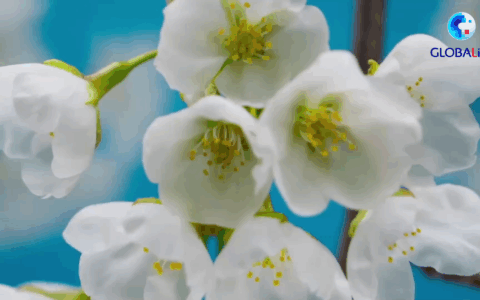 Argentina: osservatori colpiti da sviluppo femminile in Cina