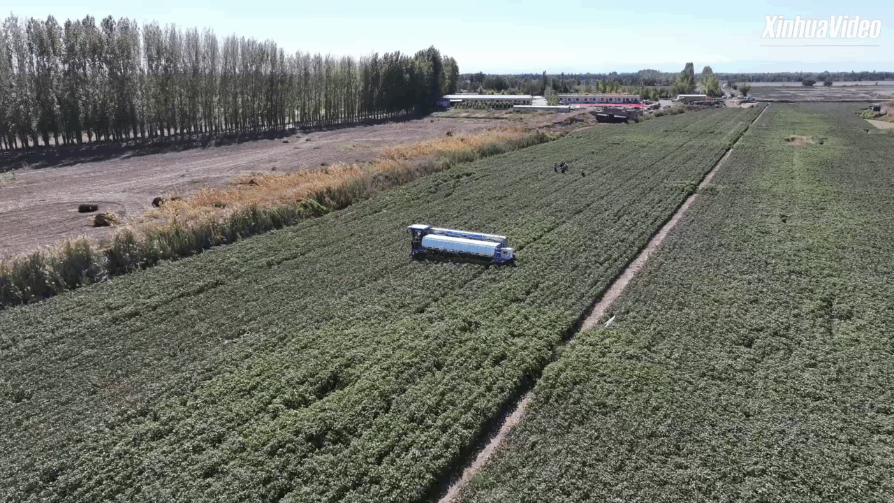 Cina: robot pota germogli di cotone 120 volte più velocemente di esseri umani