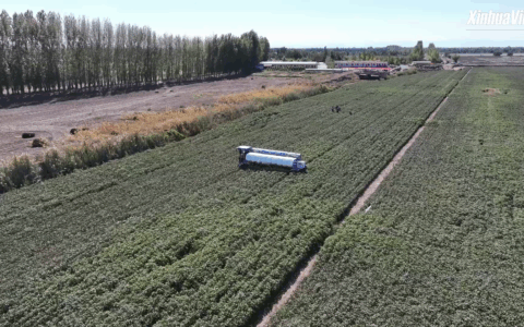 Cina: robot pota germogli di cotone 120 volte più velocemente di esseri umani