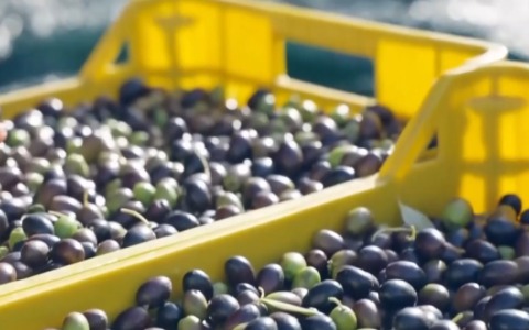 Produzione di olio 2025/2026, bilancio positivo per la provincia di Frosinone