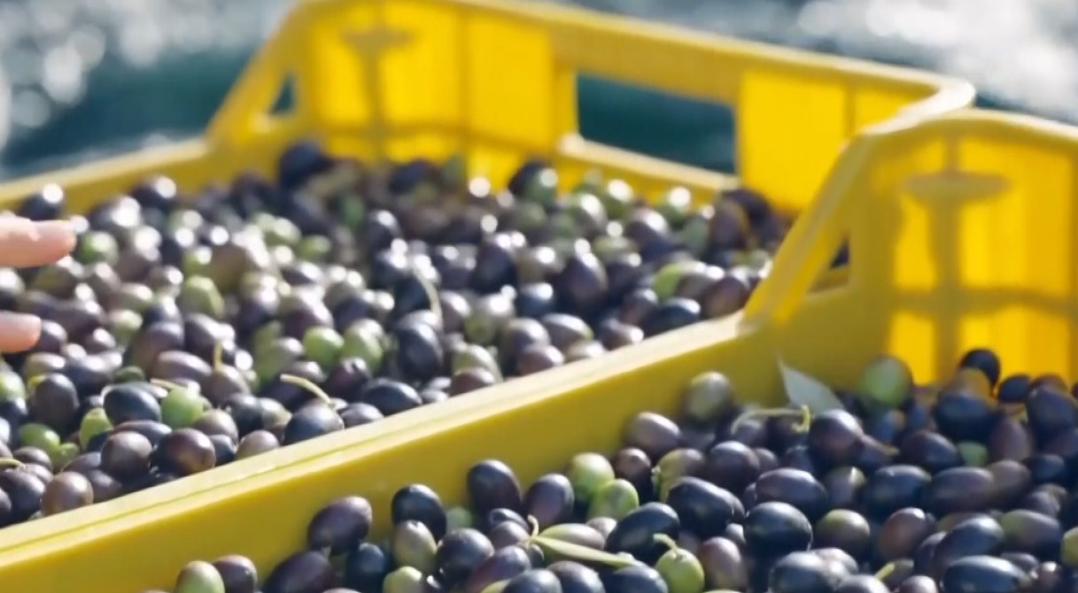 Produzione di olio 2025/2026, bilancio positivo per la provincia di Frosinone