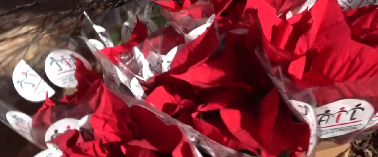 Stelle di Natale AIL: tre giorni di solidarietà per la ricerca sulle leucemie