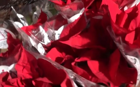 Stelle di Natale AIL: tre giorni di solidarietà per la ricerca sulle leucemie