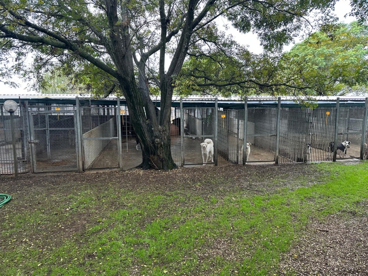 Pontinia lancia “Ti affido un amico”: sostegno economico per chi accoglie un cane