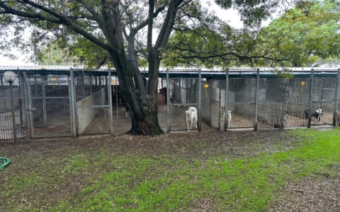 Pontinia lancia “Ti affido un amico”: sostegno economico per chi accoglie un cane